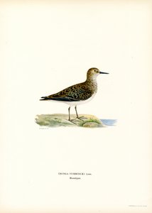 Temmincks Stint (farge litho) av Magnus Ferdinand and Wilhelm von Wright