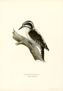 Tretået hakkespett (farge litho) av Magnus Ferdinand and Wilhelm von Wright