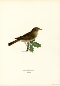 Trost nattergal (farge litho) av Magnus Ferdinand and Wilhelm von Wright