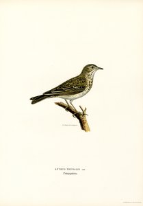 Tree Pipit (farge litho) av Magnus Ferdinand and Wilhelm von Wright