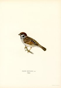 Trespurv (farge litho) av Magnus Ferdinand and Wilhelm von Wright