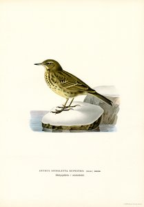 Vannpiper (farge litho) av Magnus Ferdinand and Wilhelm von Wright