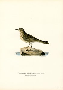 Vannpipe (farge litho) av Magnus Ferdinand and Wilhelm von Wright