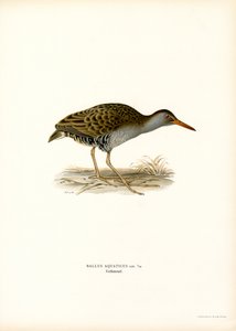 Vannskinne (farge litho) av Magnus Ferdinand and Wilhelm von Wright