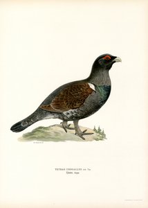 Western Capercaillie (farge litho) av Magnus Ferdinand and Wilhelm von Wright