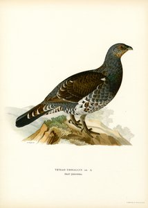 Western Capercaillie (farge litho) av Magnus Ferdinand and Wilhelm von Wright