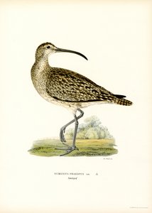 Whimbrel (farge litho) av Magnus Ferdinand and Wilhelm von Wright