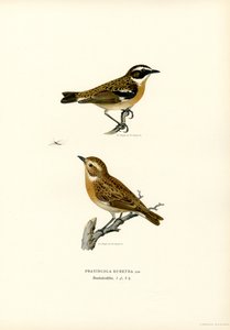 Whinchat (farge litho) av Magnus Ferdinand and Wilhelm von Wright