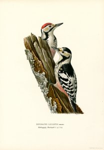 Hvitryggspett (farge litho) av Magnus Ferdinand and Wilhelm von Wright