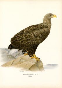 Havørn (farge litho) av Magnus Ferdinand and Wilhelm von Wright