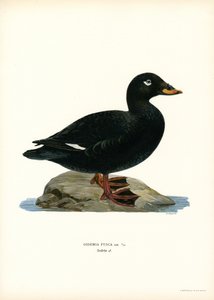 White-winged Scoter (farge litho) av Magnus Ferdinand and Wilhelm von Wright