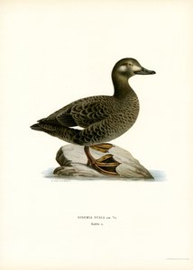 White-winged Scoter (farge litho) av Magnus Ferdinand and Wilhelm von Wright