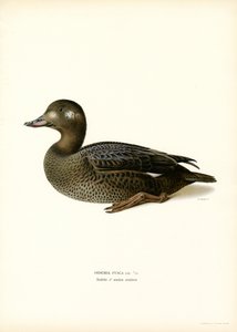 White-winged Scoter (farge litho) av Magnus Ferdinand and Wilhelm von Wright