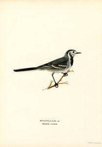 Hvit viphale (farge litho) av Magnus Ferdinand and Wilhelm von Wright