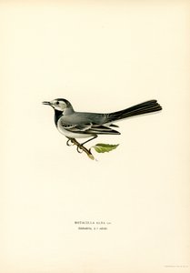 Hvit viphale (farge litho) av Magnus Ferdinand and Wilhelm von Wright