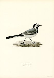 Hvit viphale (farge litho) av Magnus Ferdinand and Wilhelm von Wright