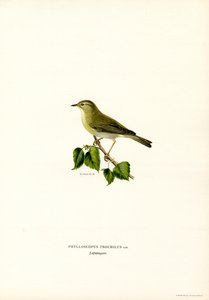 Willow Warbler (farge litho) av Magnus Ferdinand and Wilhelm von Wright