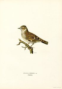 Wood Lark (farge litho) av Magnus Ferdinand and Wilhelm von Wright
