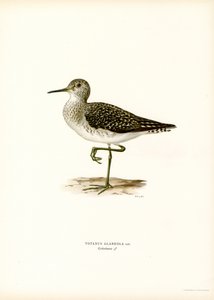 Wood Sandpiper (farge litho) av Magnus Ferdinand and Wilhelm von Wright