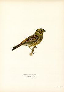 Gul spurve (farge litho) av Magnus Ferdinand and Wilhelm von Wright