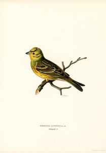 Gul spurve (farge litho) av Magnus Ferdinand and Wilhelm von Wright