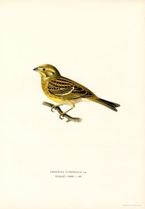 Gulhammer (Emberiza citrinella) (farge litho) av Magnus Ferdinand and Wilhelm von Wright