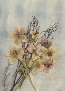 Delikate pressede blomster av Maira Ribena