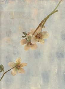 Pale Blue Botanicals av Maira Ribena