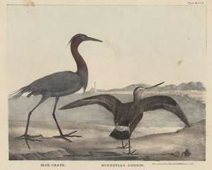 Blue Crane, Hudsonian Godwit, litho av Childs und Inman, fra 