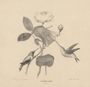 Hummingbirds, fra 