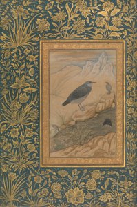 Diving Dipper and Other Birds, Folio fra Shah Jahan Album, recto: ca. 1610-15.