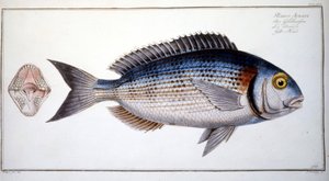 Natural History Plate: The Bream of Marc Elieser Bloch Ichtyologie Paris - Berlin - London 1787. av Marcus Élieser Bloch