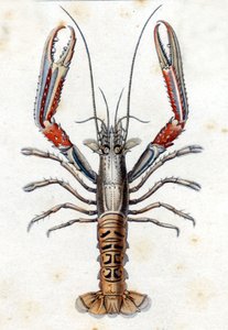Naturhistorisk plate: Langoustine etter Marc Elieser Bloch Ichtyologie Paris - Berlin - London 1787. av Marcus Élieser Bloch