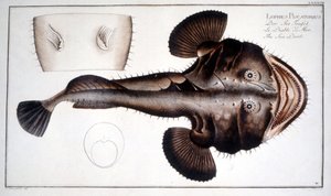 Naturhistorisk plate: Lotte d