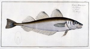 Naturhistorisk styre: Hvittingen etter Marc Elieser Bloch Ichtyologie Paris - Berlin - London 1787. av Marcus Élieser Bloch