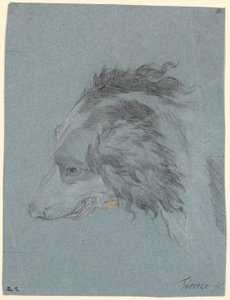 Et hundehode av Marcus Tuscher