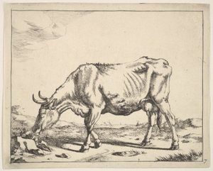 Ku, etter Paulus Potter. av Marcus de Bye