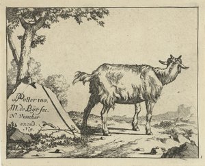 Stående geit sett bakfra Geiter og bukker (serietittel)