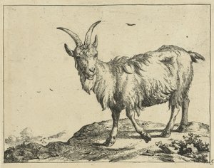 Stående geit forfra Geiter og bukker (serietittel)