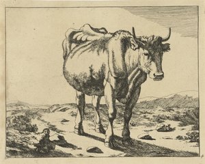 Stående ku, sett forfra Storfe (serietittel)
