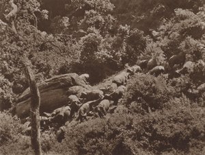 Buffalo i omslag