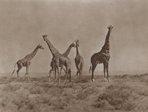 På slettene i Kenya