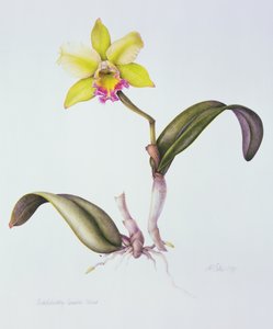Brassolaeliocattleya Greenwich, Elmhurst (akvarell på papir) av Margaret Ann Eden
