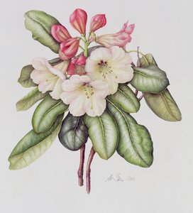 Rhododendron (akvarell på papir)