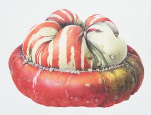 Turks Turban Squash, 1995 (wc på papir) av Margaret Ann Eden
