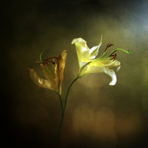 Blomstrende og visnende lilje av Margaret Halaby