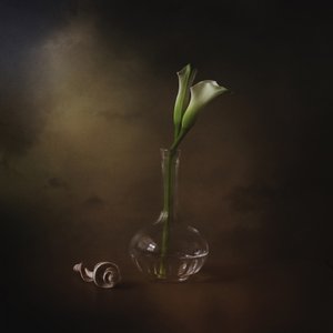 Elegante calla-liljer
