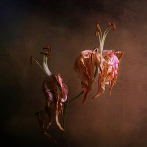 Elegante, visnende liljer