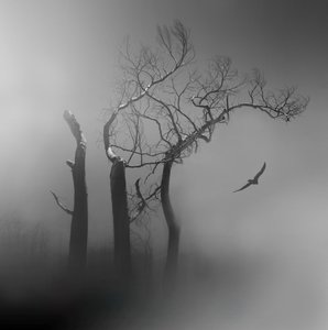 Lone Bird – Tåkebelagte trær