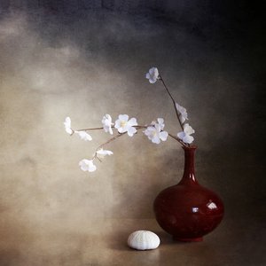 Fredfylte kirsebærblomster